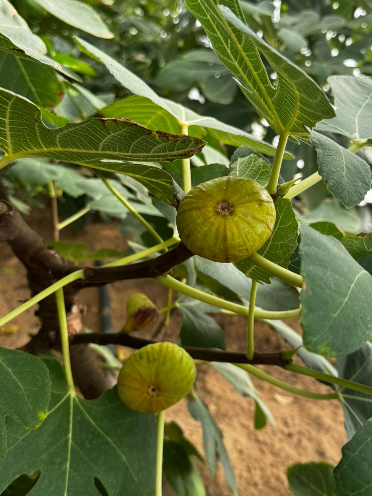 Figs
