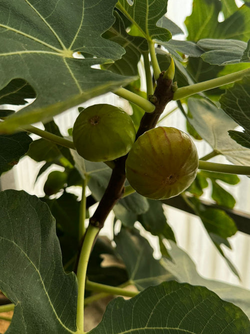 Figs